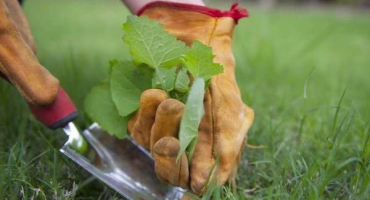 Jak se zbavit plevele na trávníku selektivními a kontinuálními herbicidy